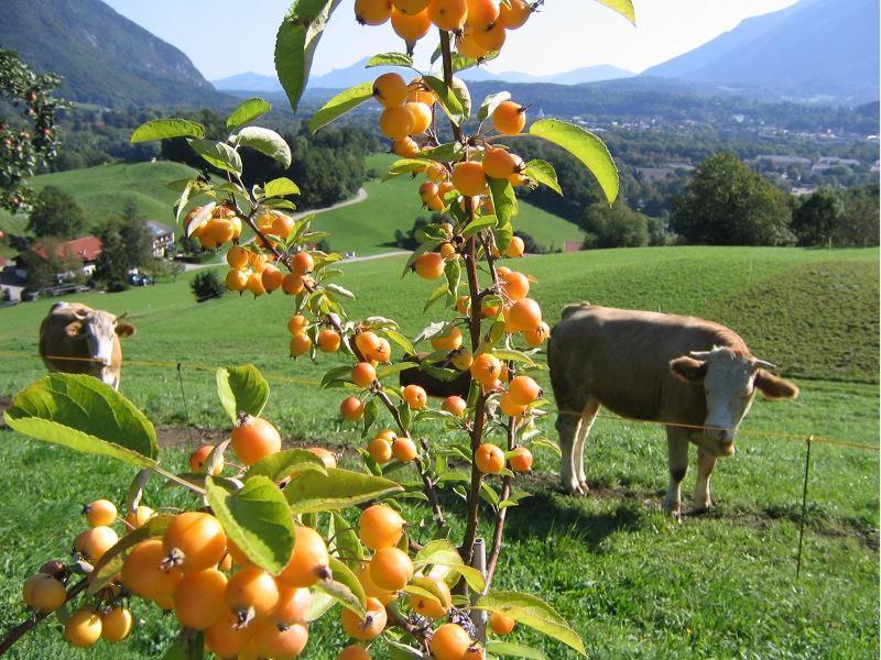 Landhaus Fellnerbauer Bad Reichenhall Eksteriør bilde